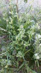 Pectocarya platycarpa