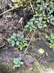Rhododendron longiperulatum