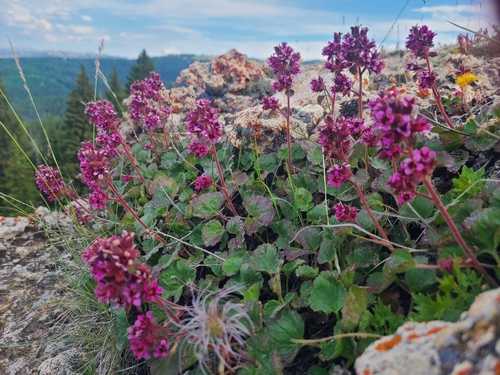 Image of Telesonix heucheriformis by (c) Michael Stites, some rights reserved (CC BY)