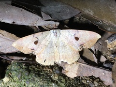 Hypopyra contractipennis