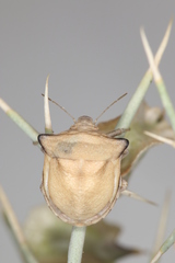 Ventocoris obesus