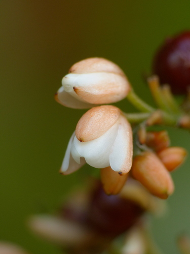 Xiphidium pontederiiflorum