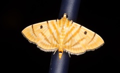 Notarcha tigrina