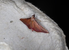 Endotricha olivacealis