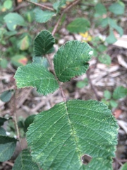 Rubus ellipticus