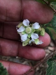Rubus ellipticus