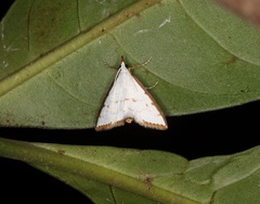 Ramila acciusalis
