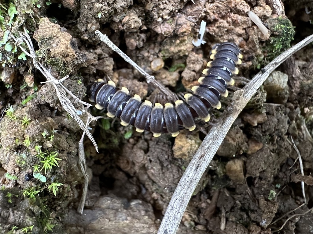 Anoplodesmus layardi