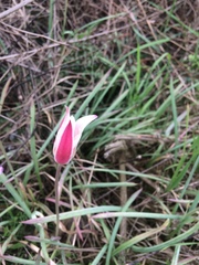 Tulipa clusiana