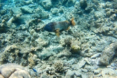 Lethrinus erythracanthus