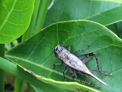 Loxoblemmus equestris