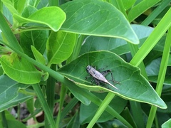 Loxoblemmus equestris