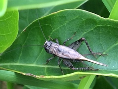 Loxoblemmus equestris