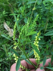 Melilotus suaveolens