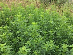 Melilotus suaveolens