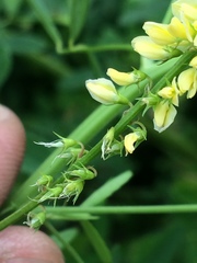 Melilotus suaveolens