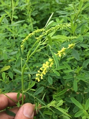 Melilotus suaveolens