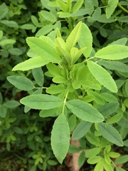 Melilotus suaveolens