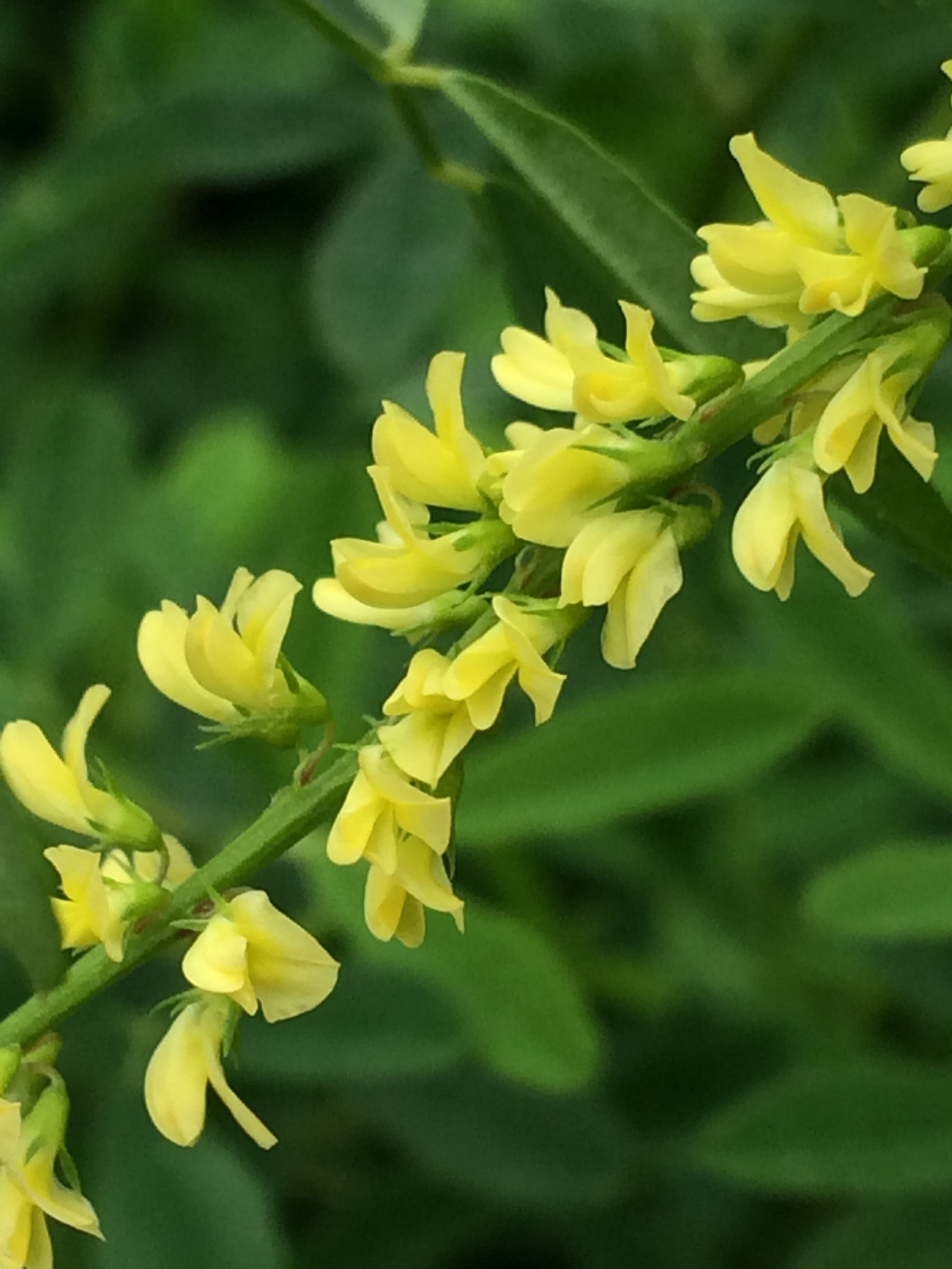 Melilotus suaveolens