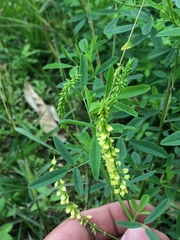 Melilotus suaveolens