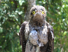 Long-Tailed Potoo photo 2