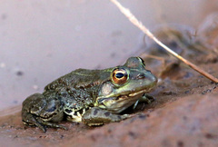 Pelophylax saharicus
