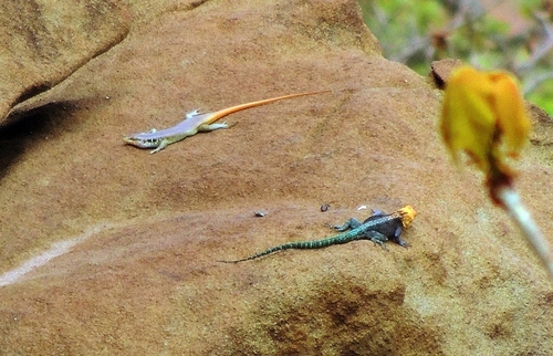 Kirk's Rock Agama, Agama kirkii