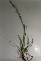 Carex edwardsiana