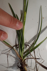 Carex edwardsiana