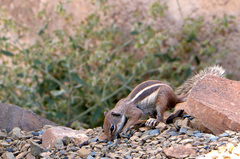 Atlantoxerus getulus