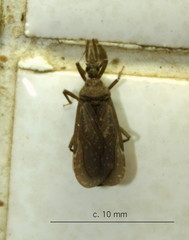 Tribelocephala