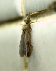 Tribelocephala