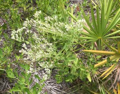 Eupatorium rotundifolium