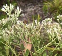 Eupatorium rotundifolium