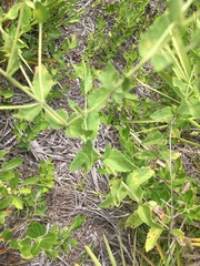 Eupatorium rotundifolium