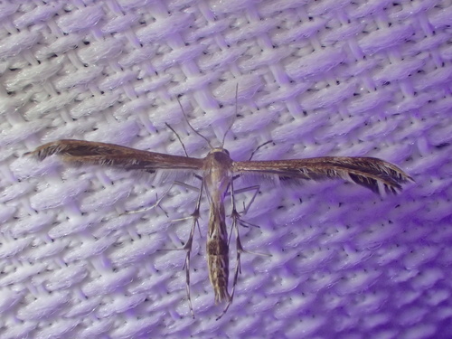 Gumweed Plume Moth photo 3