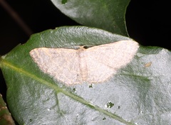 Idaea costiguttata