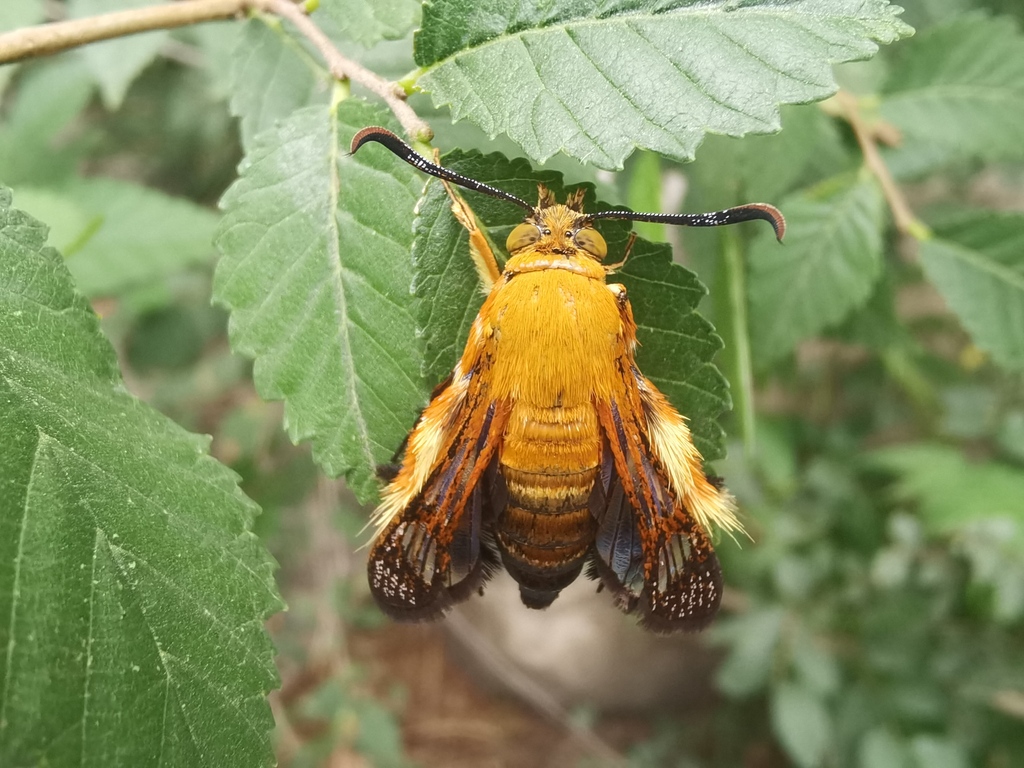 Melittia from 北京市海淀区 on June 26, 2023 at 04:32 PM by amicius · iNaturalist