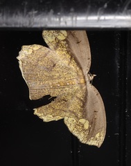 Pareumelea eugeniata