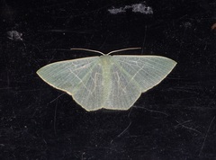 Pelagodes antiquadraria