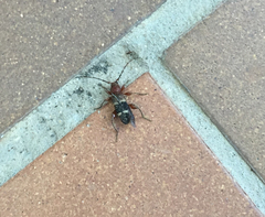 Phymatodes varius