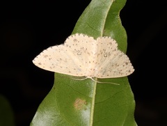 Perixera decretarioides