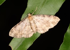 Pseudocollix hyperythra