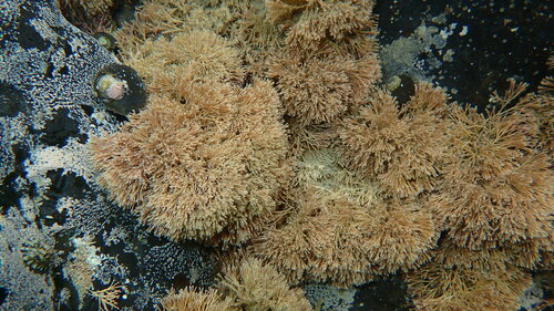 Image of Jania verrucosa by (c) William Harland, some rights reserved (CC BY)