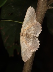 Ruttellerona pseudocessaria