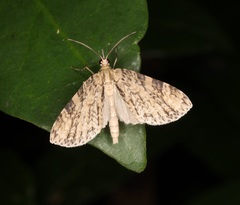 Sauris victoriae