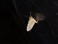 Chloroclystis conversa