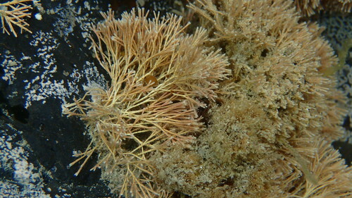 Image of Jania verrucosa by (c) William Harland, some rights reserved (CC BY)
