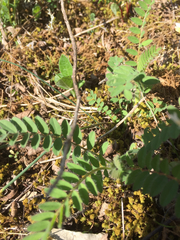Astragalus tennesseensis