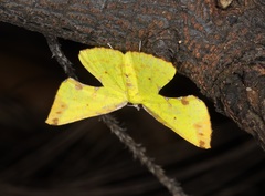 Corymica arnearia